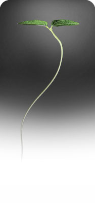 A delicate seedling sprouting from rich soil, representing the foundation Taproot provides for your business