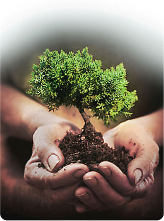 Hands nurturing a growing tree in rich soil — the taproot of your business