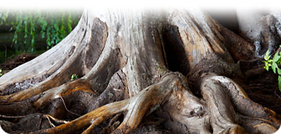 Intricate root system representing the strong financial foundations Taproot builds for your business